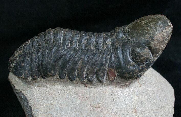 Reedops Trilobite From Morocco #8314